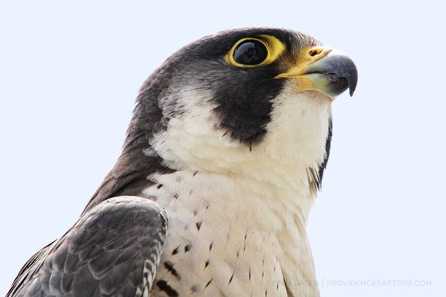 Peter Green, providenceraptors.com